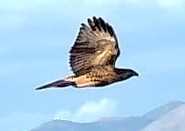 Red-tailed Hawk - ML643563697