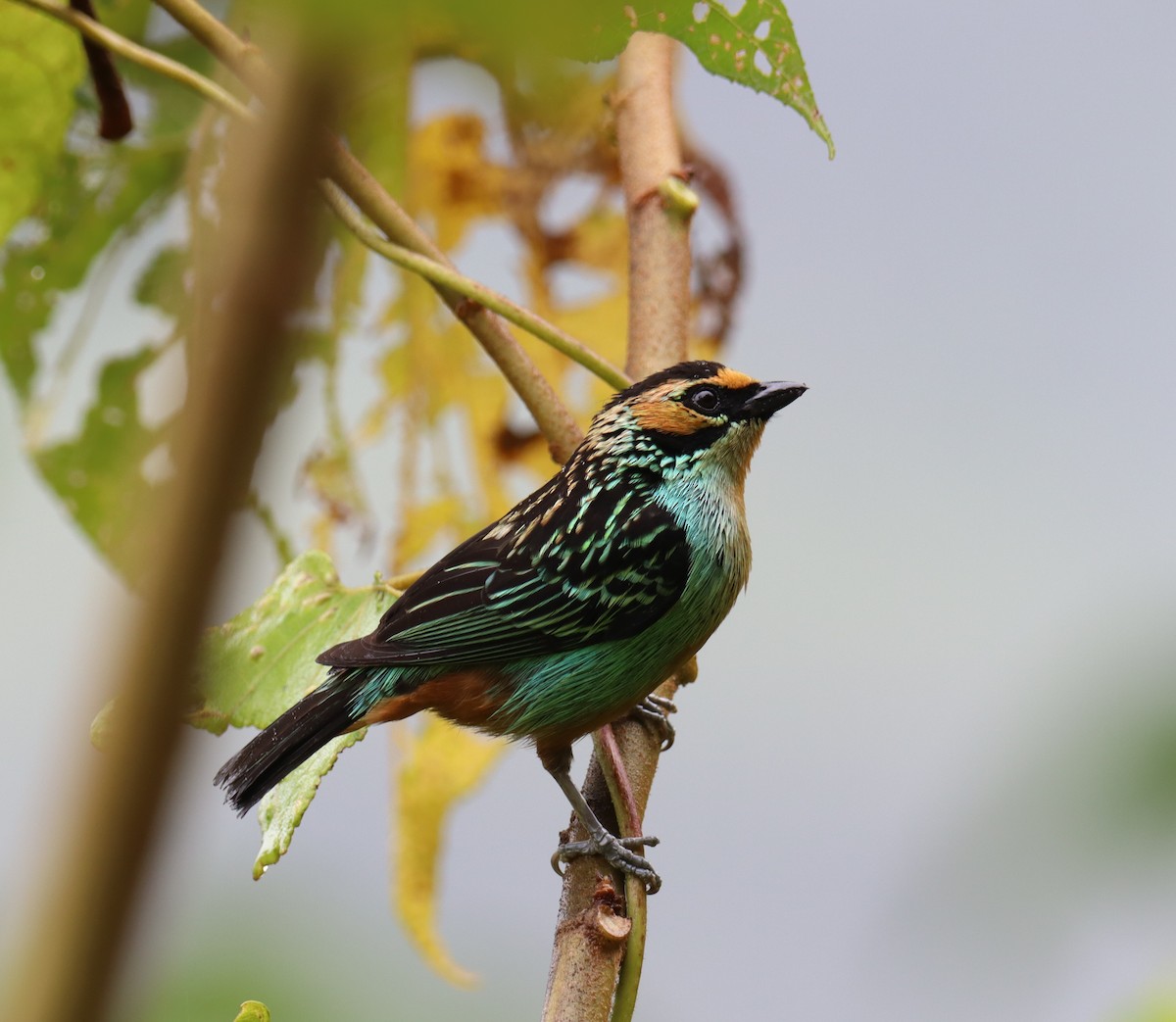 Golden-eared Tanager - ML643563703
