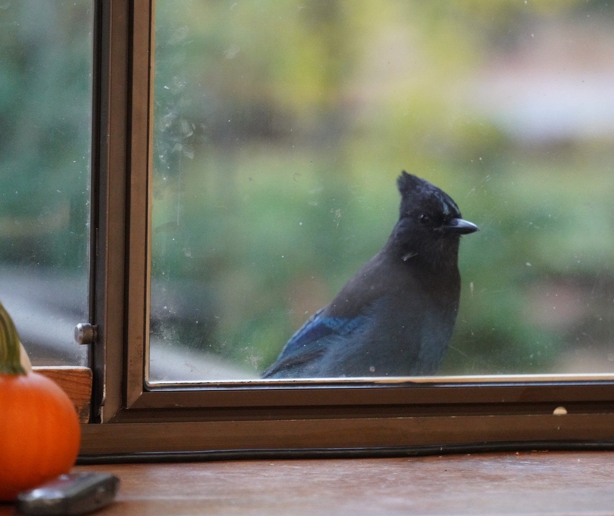 Steller's Jay - ML643563734