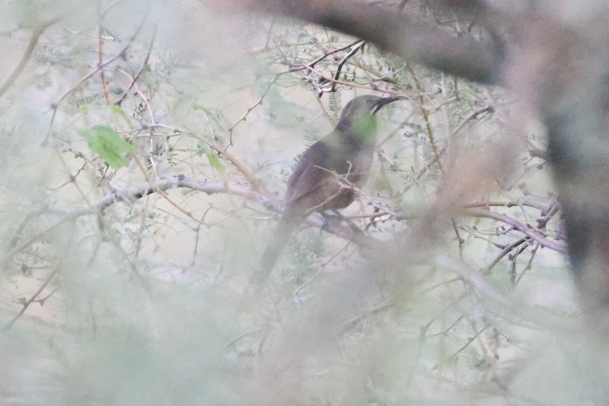 Crissal Thrasher - ML643563735