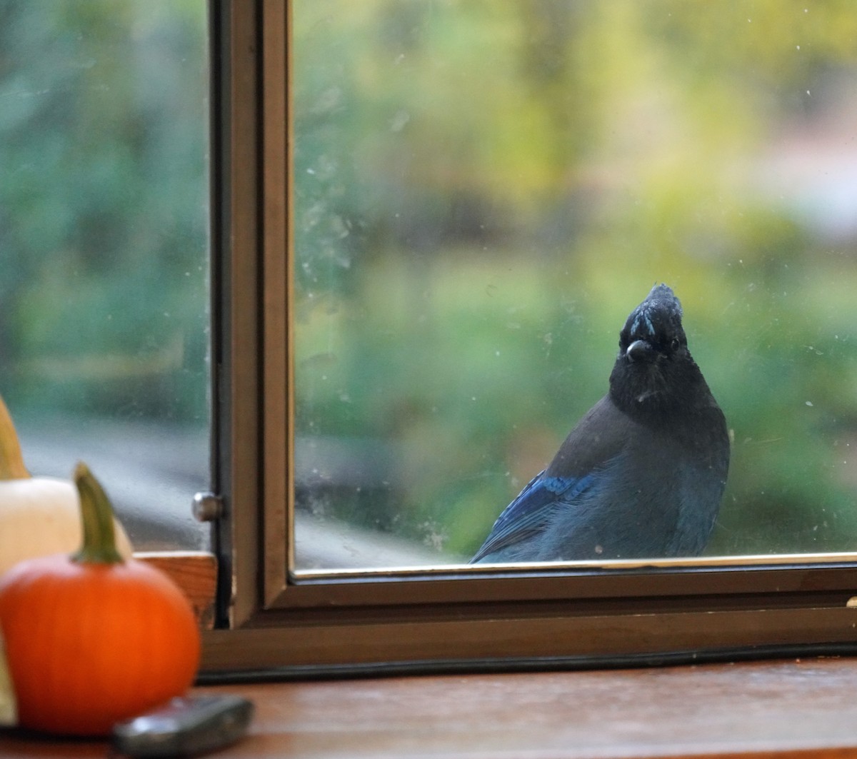 Steller's Jay - ML643563737