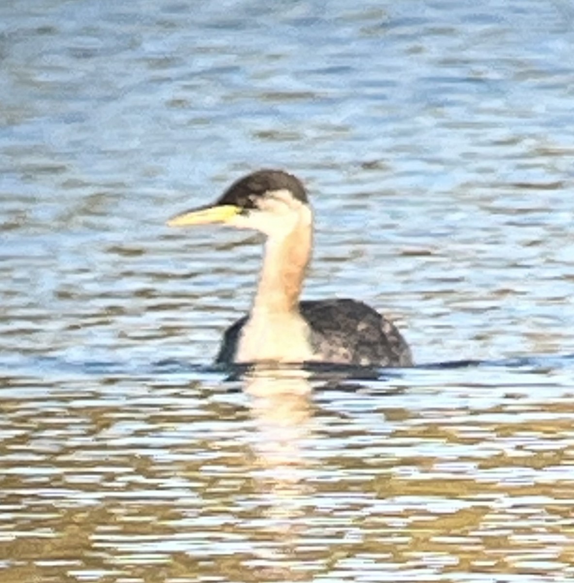 Red-necked Grebe - ML643563741