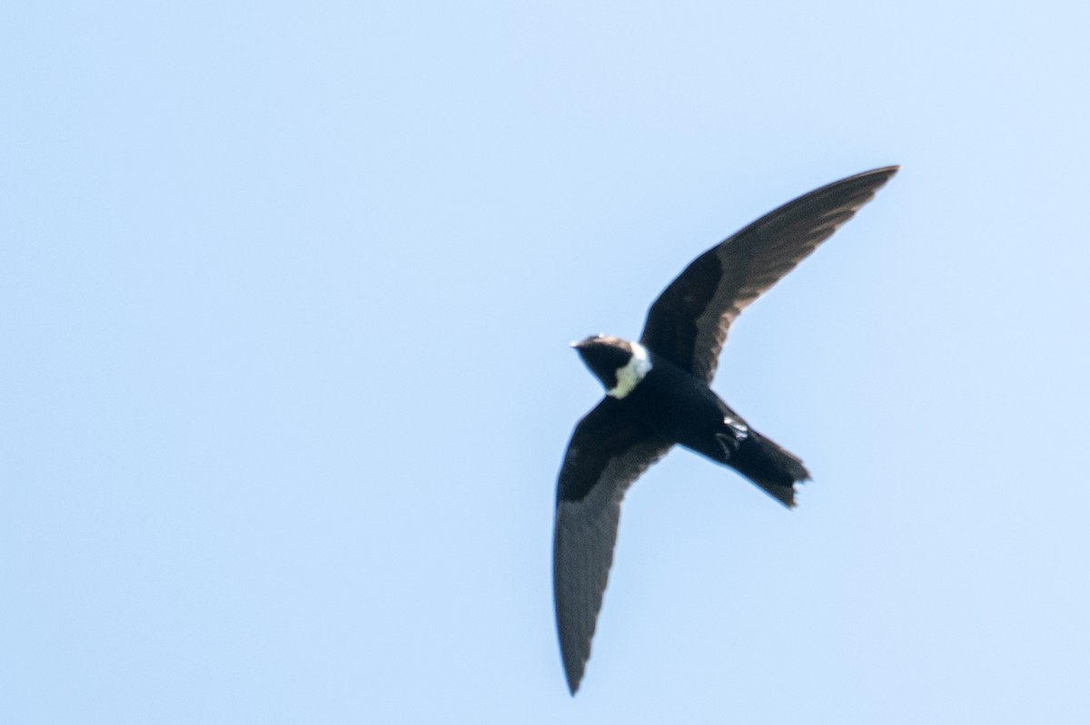 White-collared Swift - ML643563742
