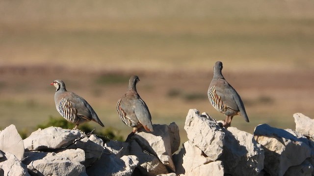 חוגלה יוונית - ML643563773