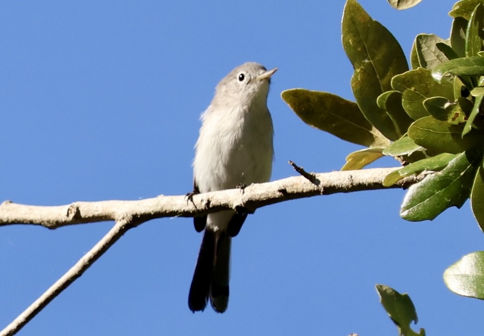 Blue-gray Gnatcatcher - ML643563789
