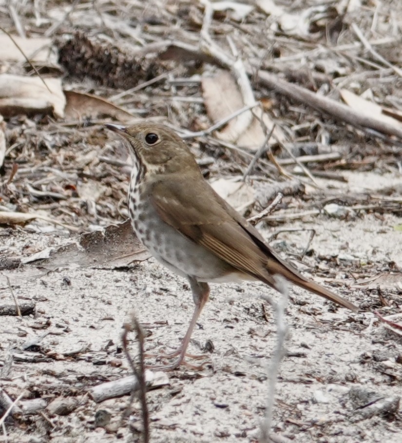 Hermit Thrush - ML643563796