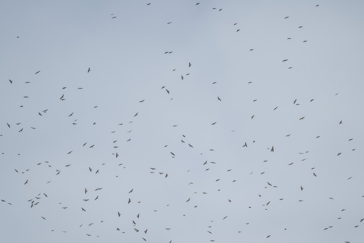 Broad-winged Hawk - ML643563808