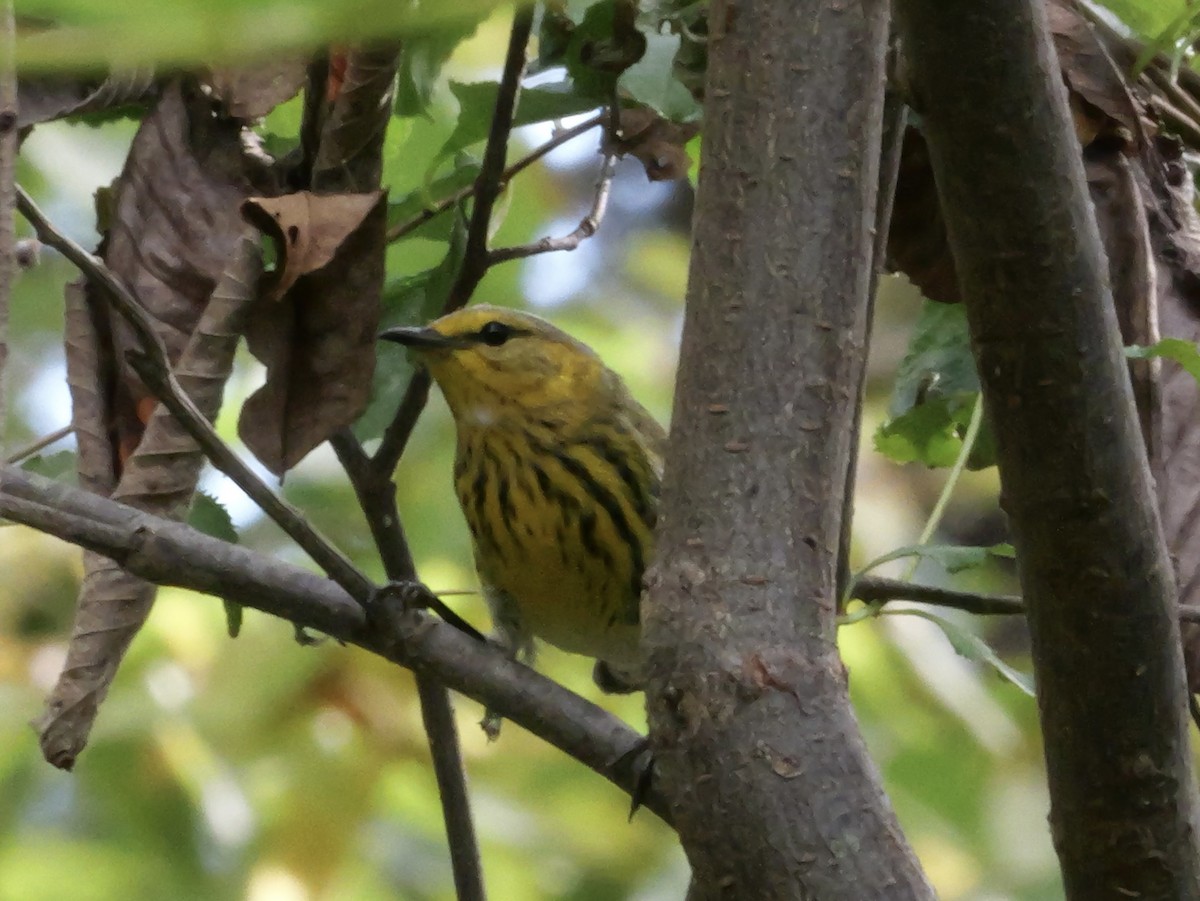 Cape May Warbler - ML643563815