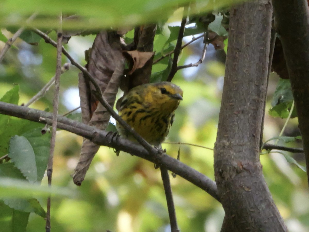 Cape May Warbler - ML643563816