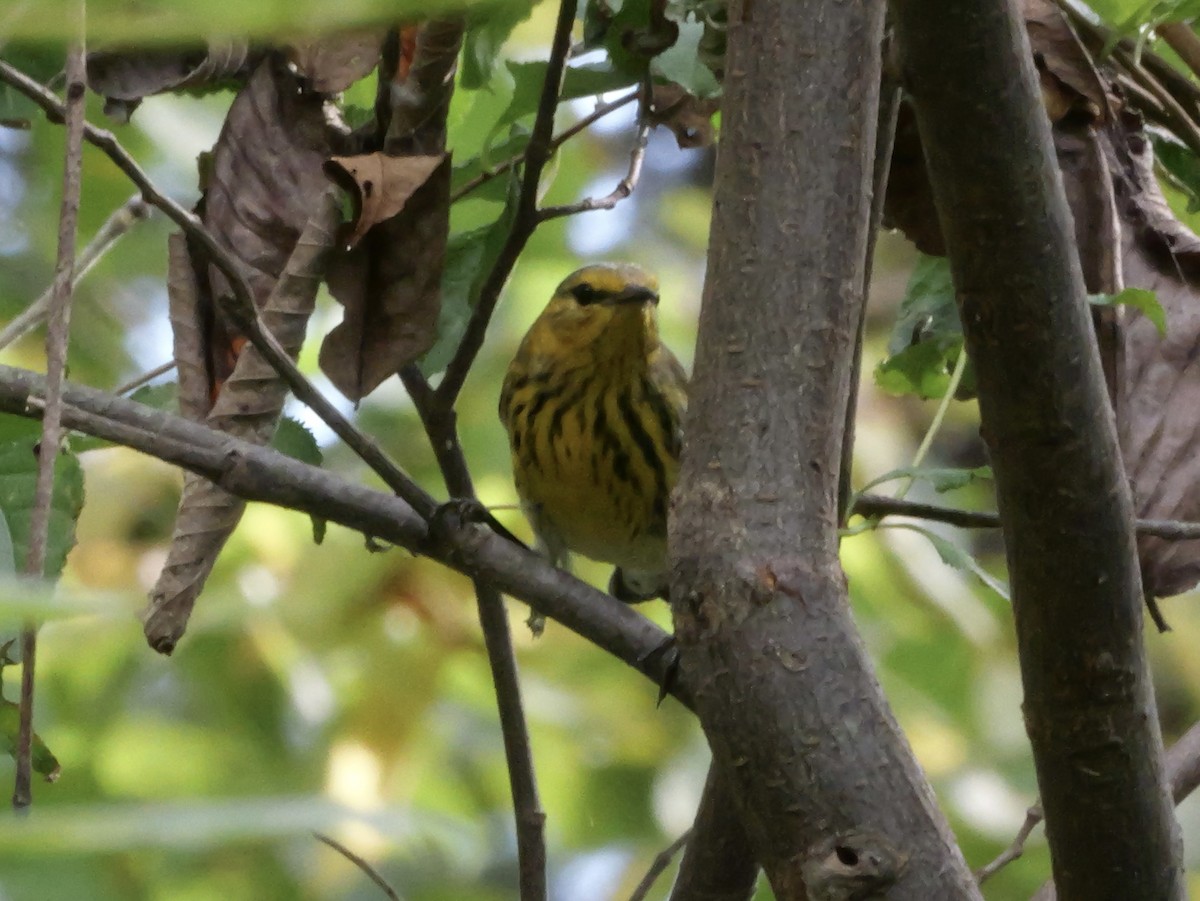 Cape May Warbler - ML643563817