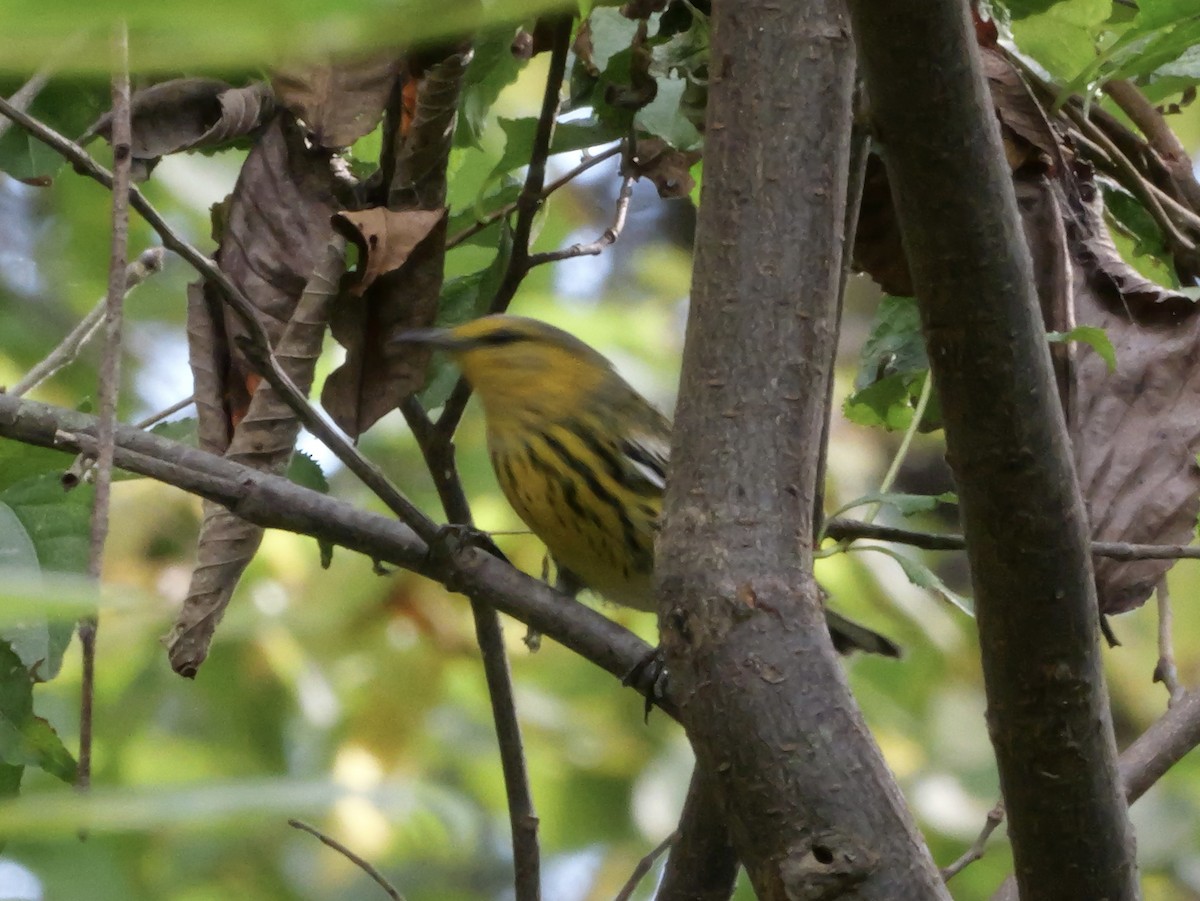 Cape May Warbler - ML643563818
