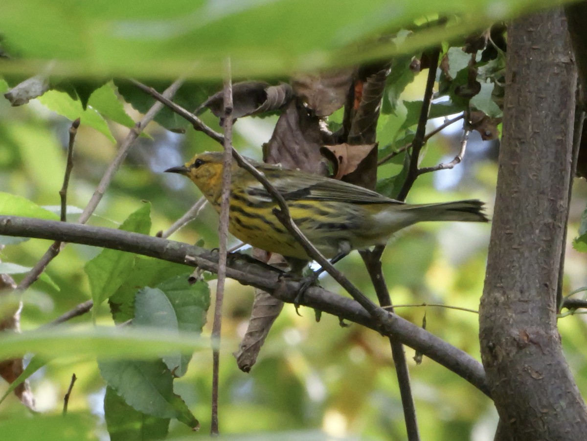 Cape May Warbler - ML643563819