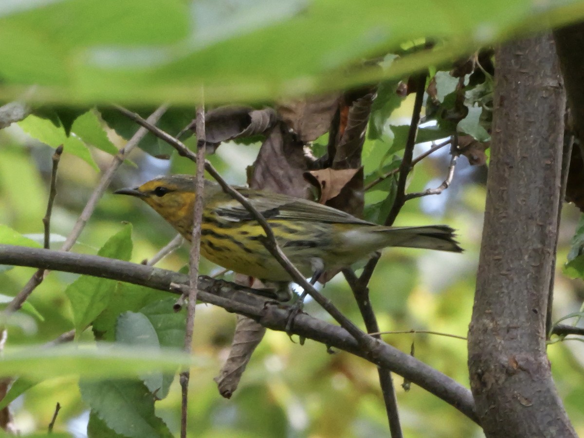 Cape May Warbler - ML643563820