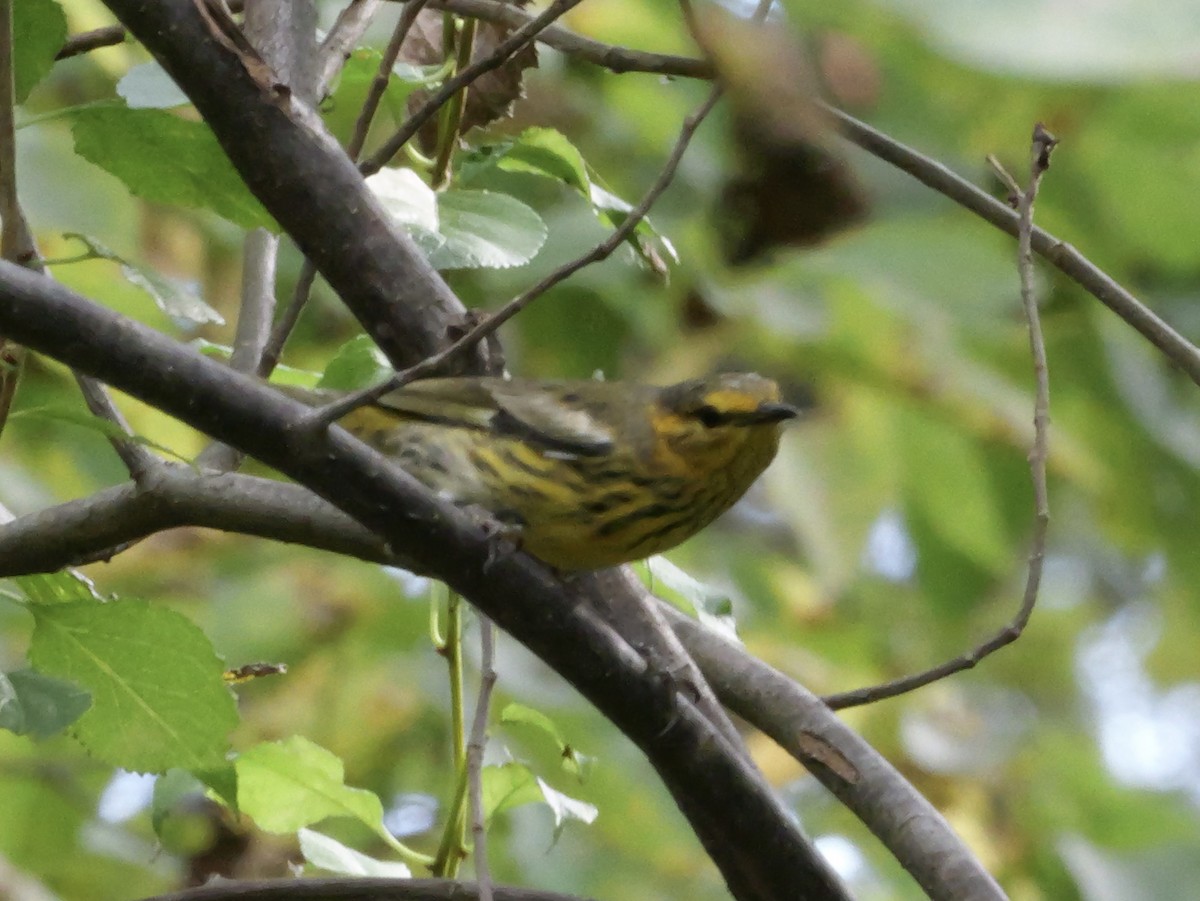 Cape May Warbler - ML643563821