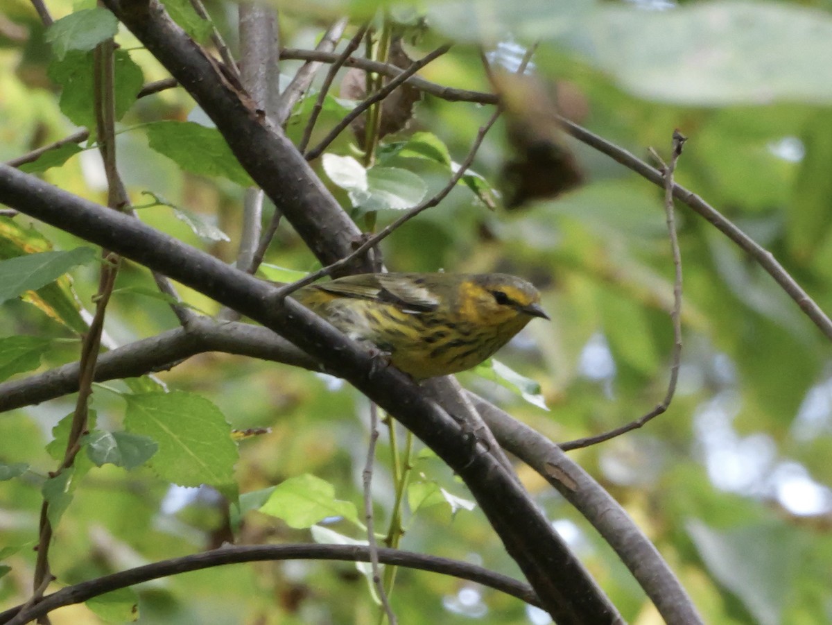 Cape May Warbler - ML643563822