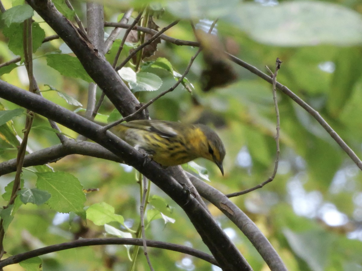 Cape May Warbler - ML643563823