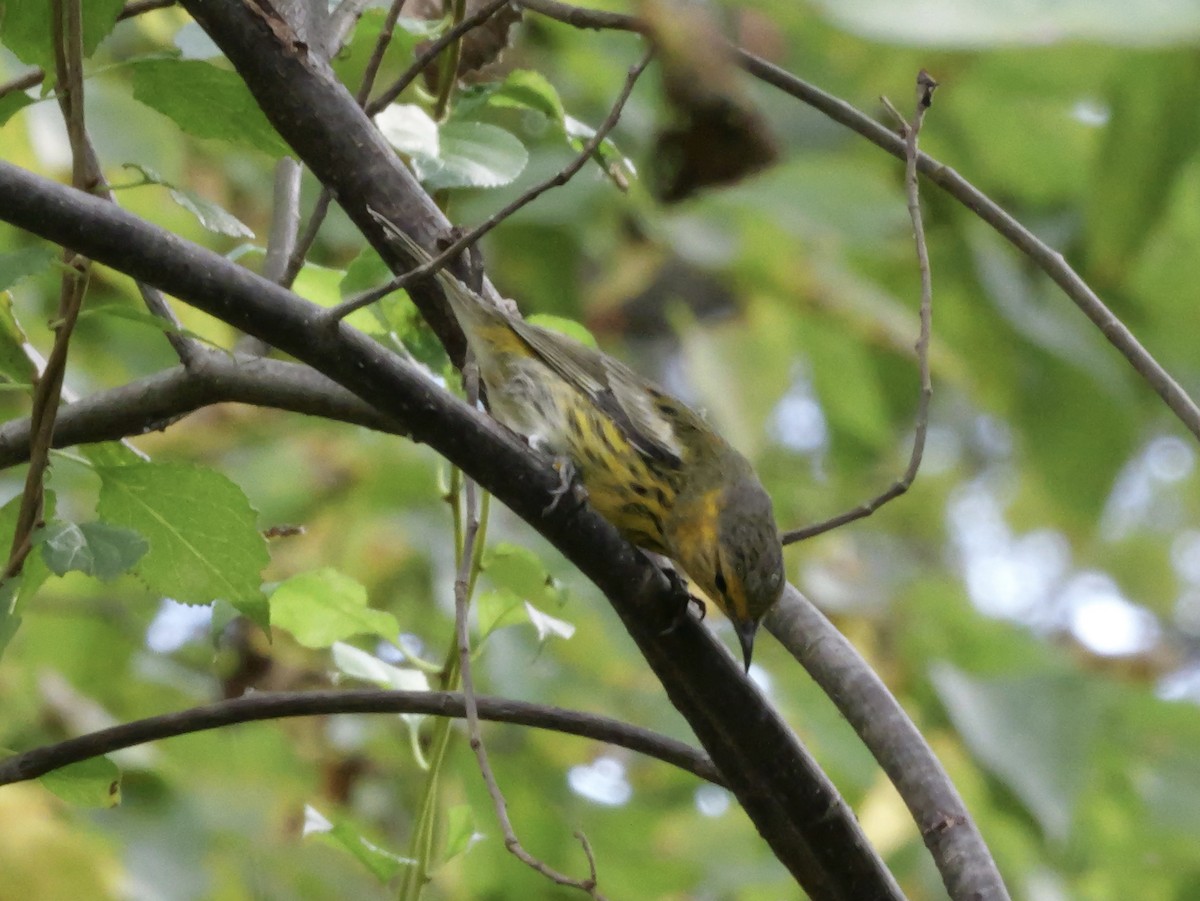Cape May Warbler - ML643563825