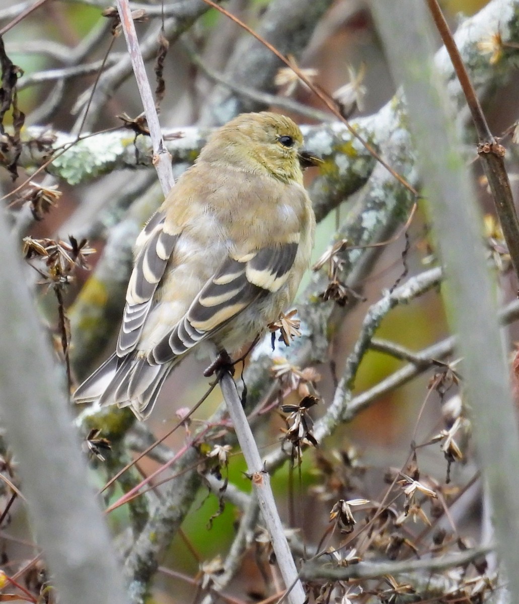 American Goldfinch - ML643563827