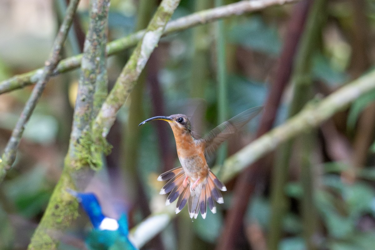 Rufous-breasted Hermit - ML643563847