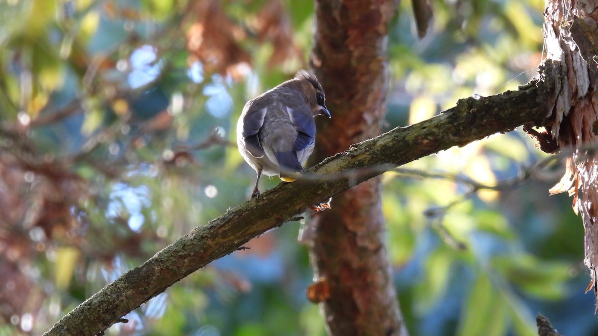 Cedar Waxwing - ML643563852