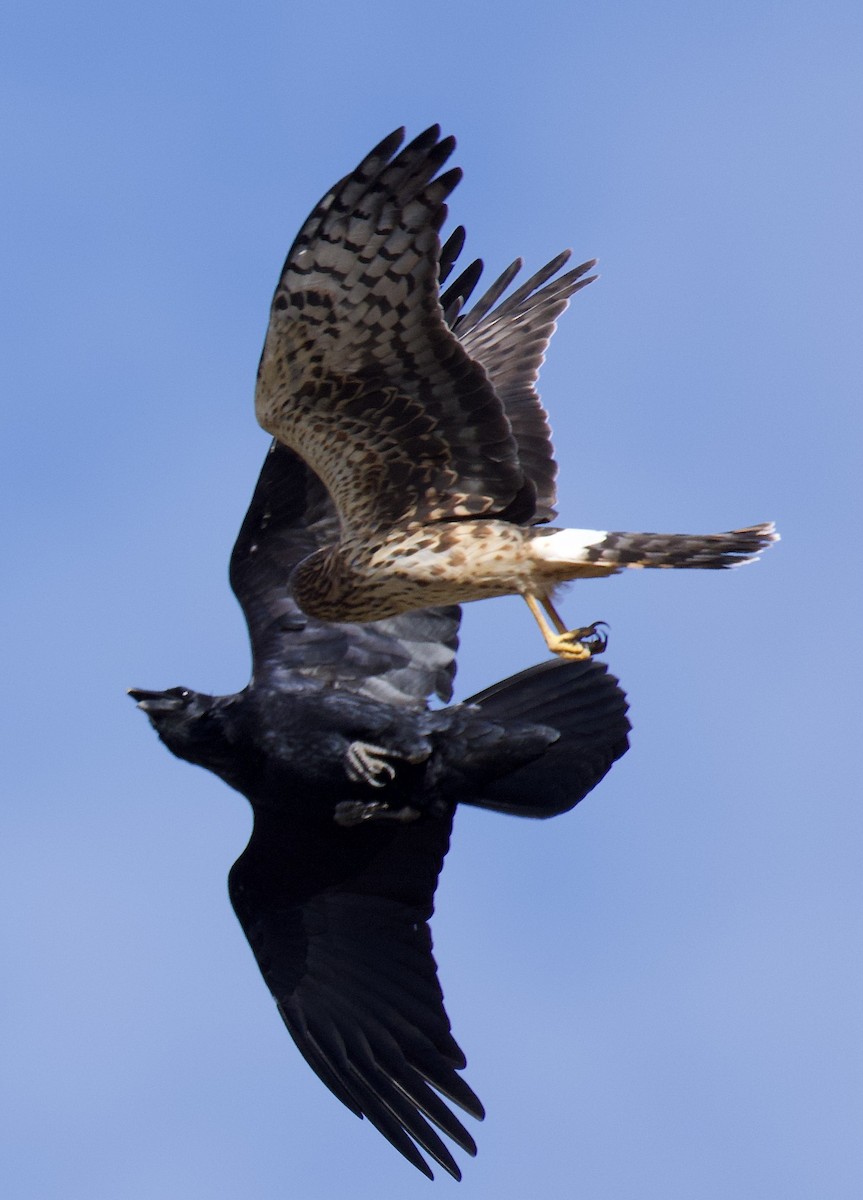 Northern Harrier - ML643563857