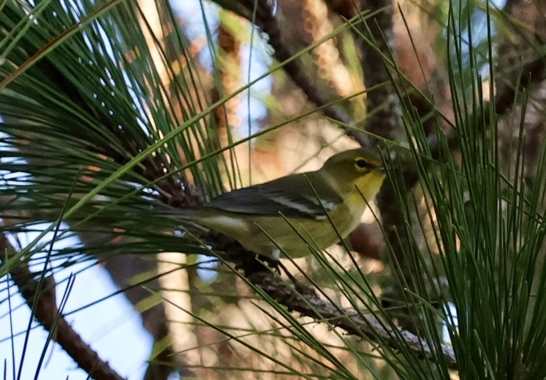 Pine Warbler - ML643563860