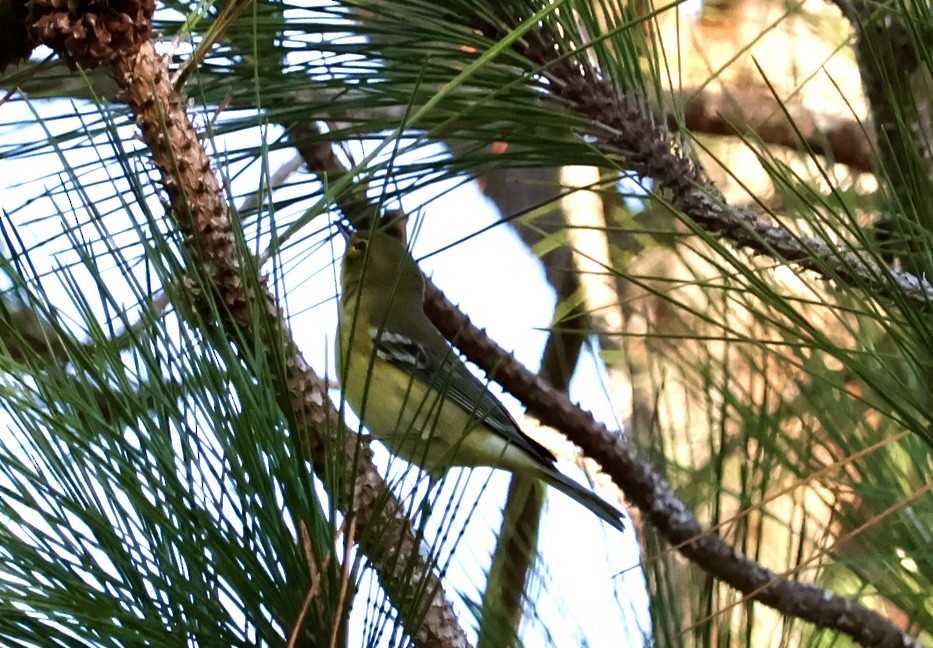 Pine Warbler - ML643563861