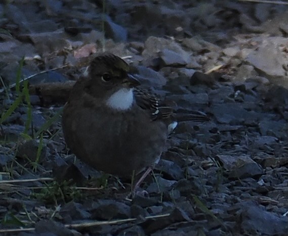 Golden-crowned Sparrow - ML643563862
