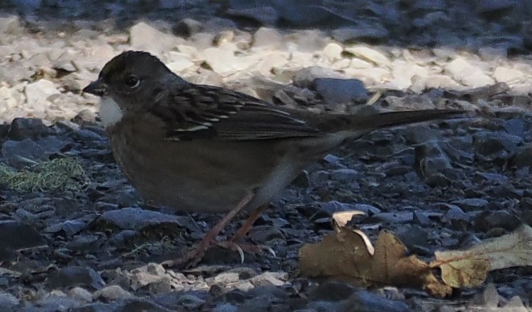 Golden-crowned Sparrow - ML643563863