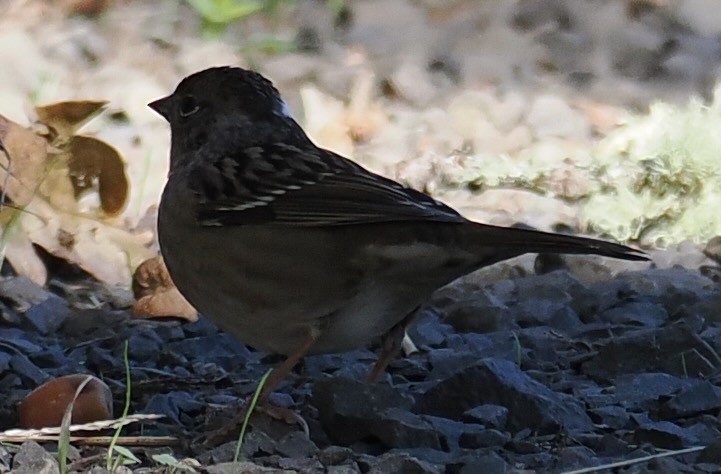 Golden-crowned Sparrow - ML643563864