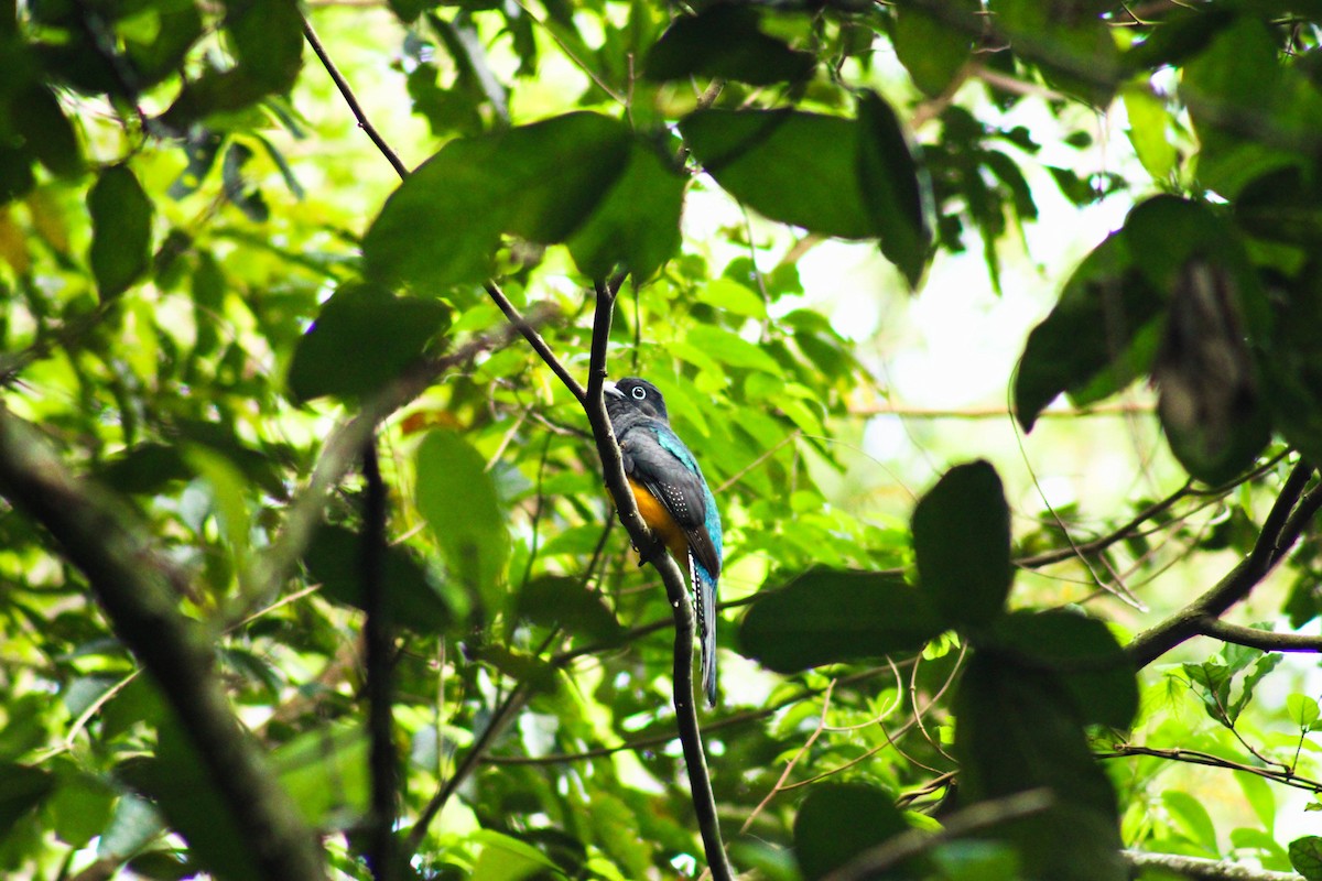 Green-backed Trogon - ML643563866