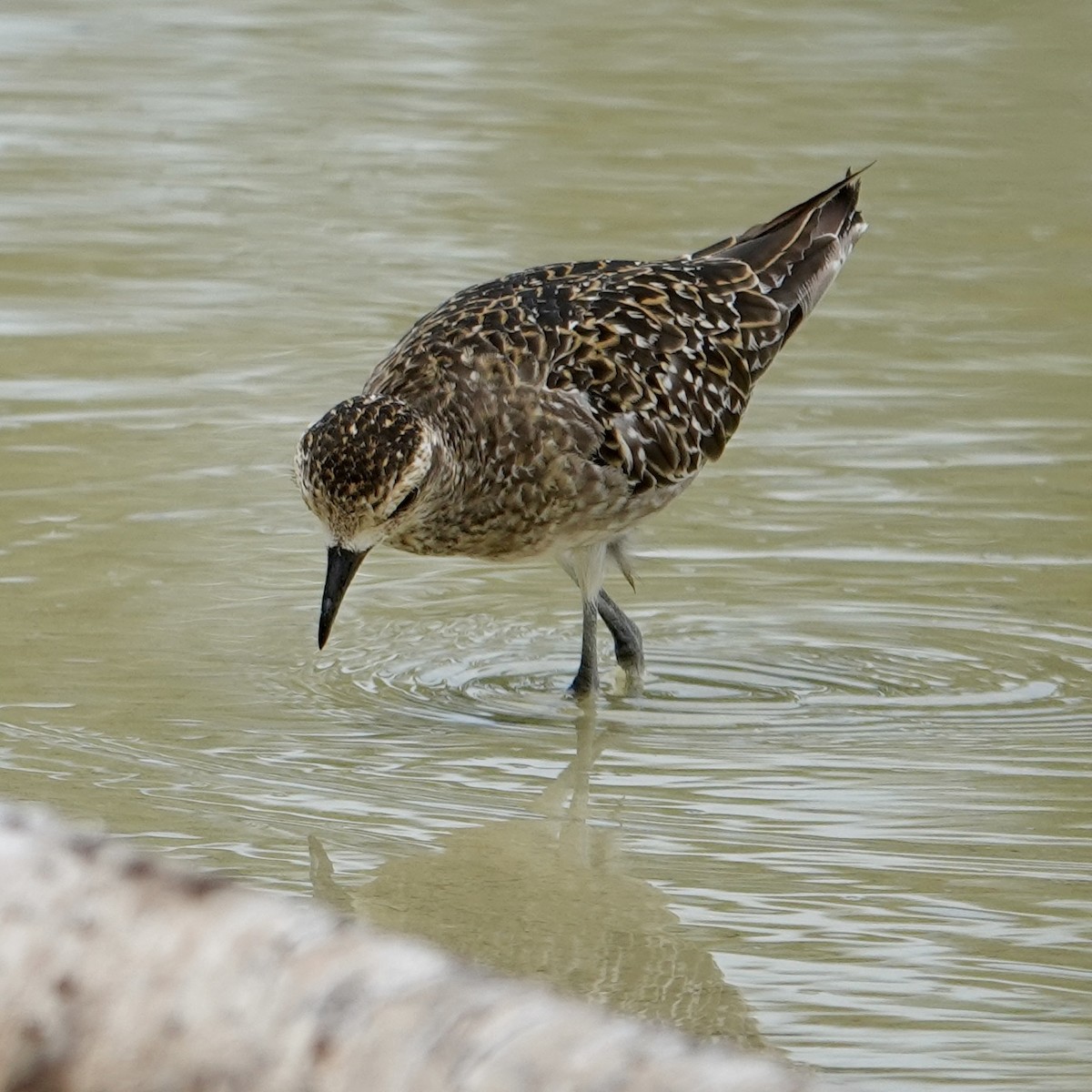 Pacific Golden-Plover - ML643563877