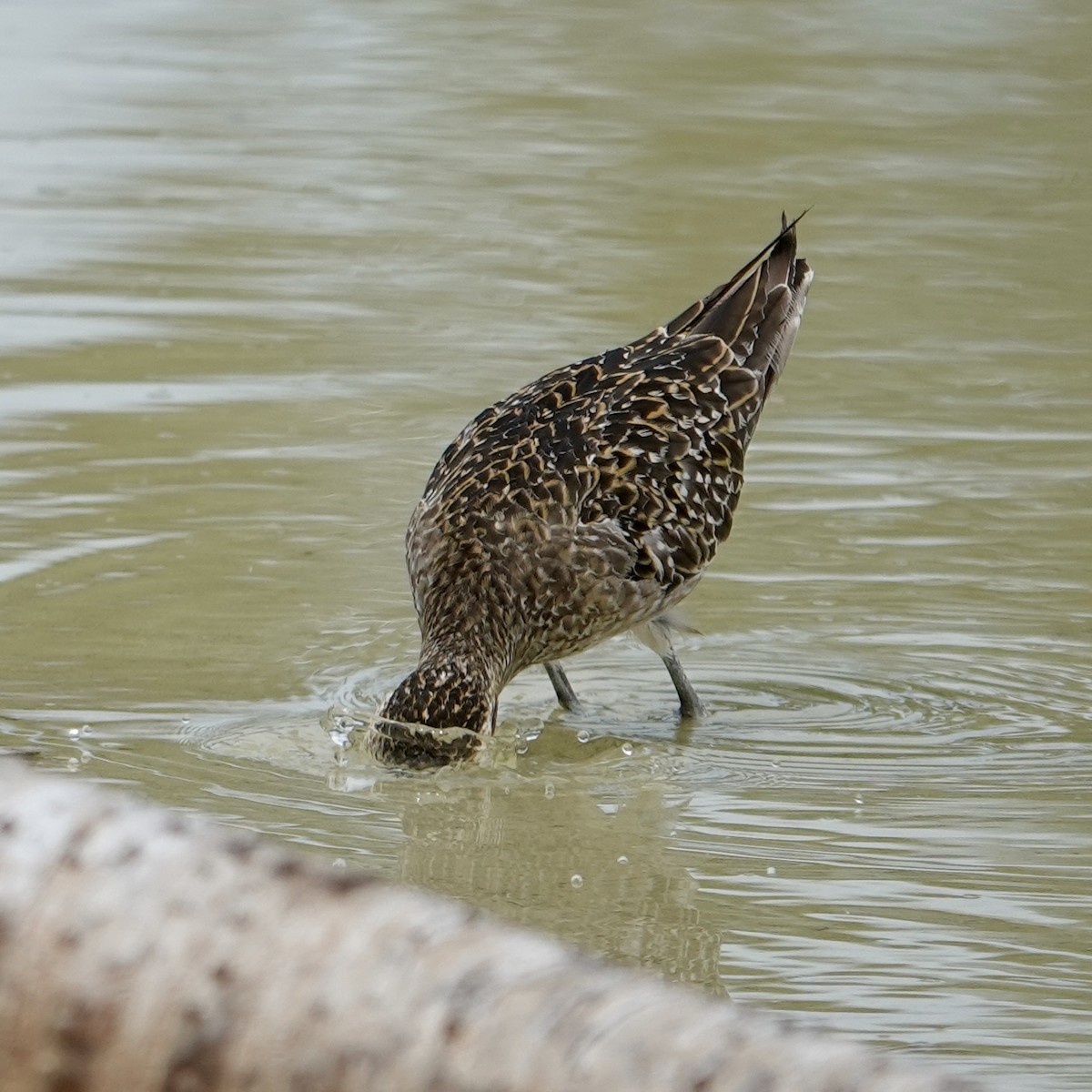 Pacific Golden-Plover - ML643563878