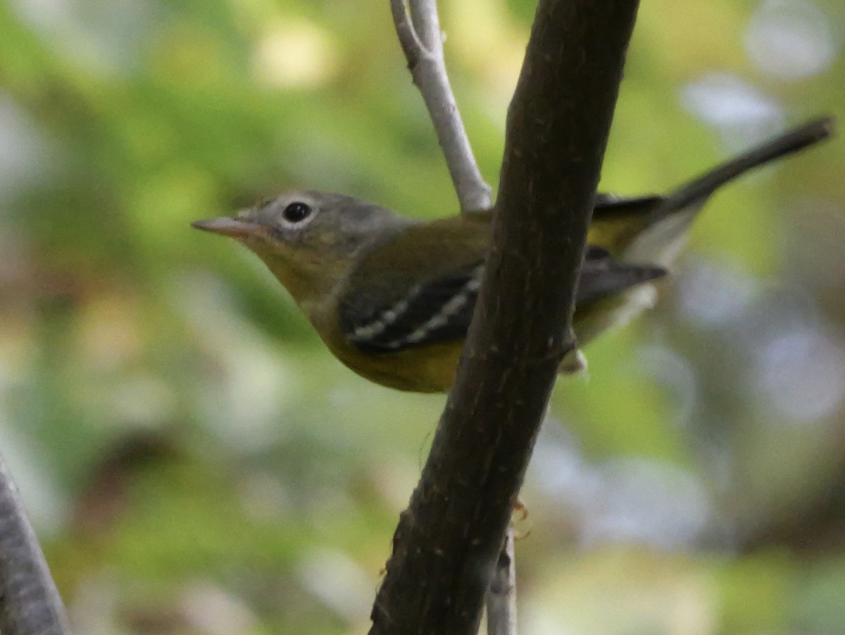 Magnolia Warbler - ML643563879