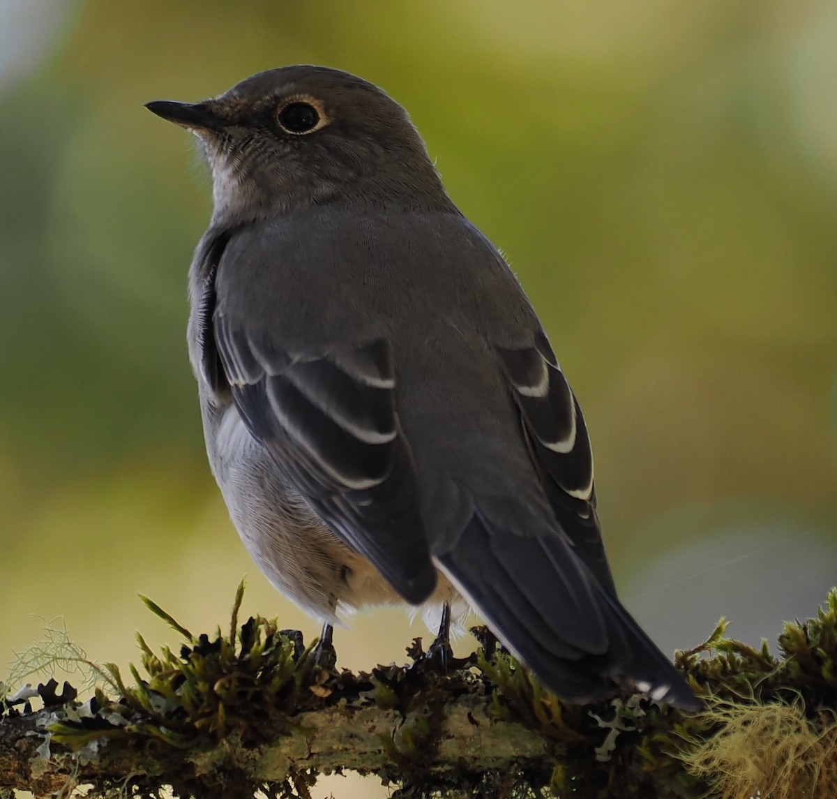 Townsend's Solitaire - ML643563924