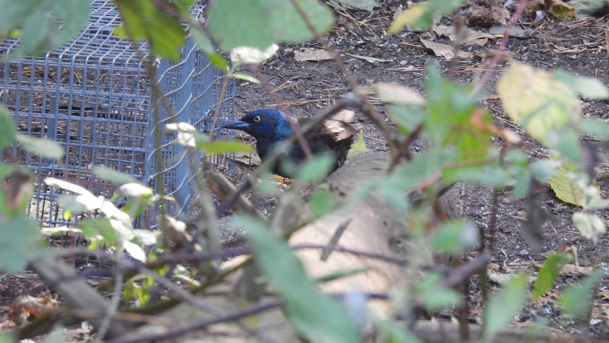 Common Grackle - ML643563939