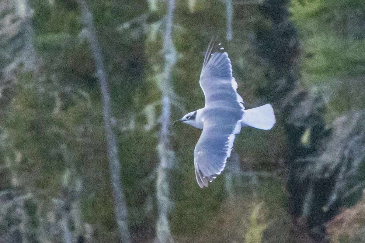 Laughing Gull - ML643563943
