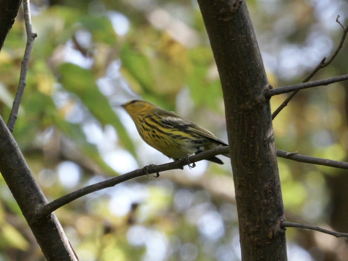 Cape May Warbler - ML643563962