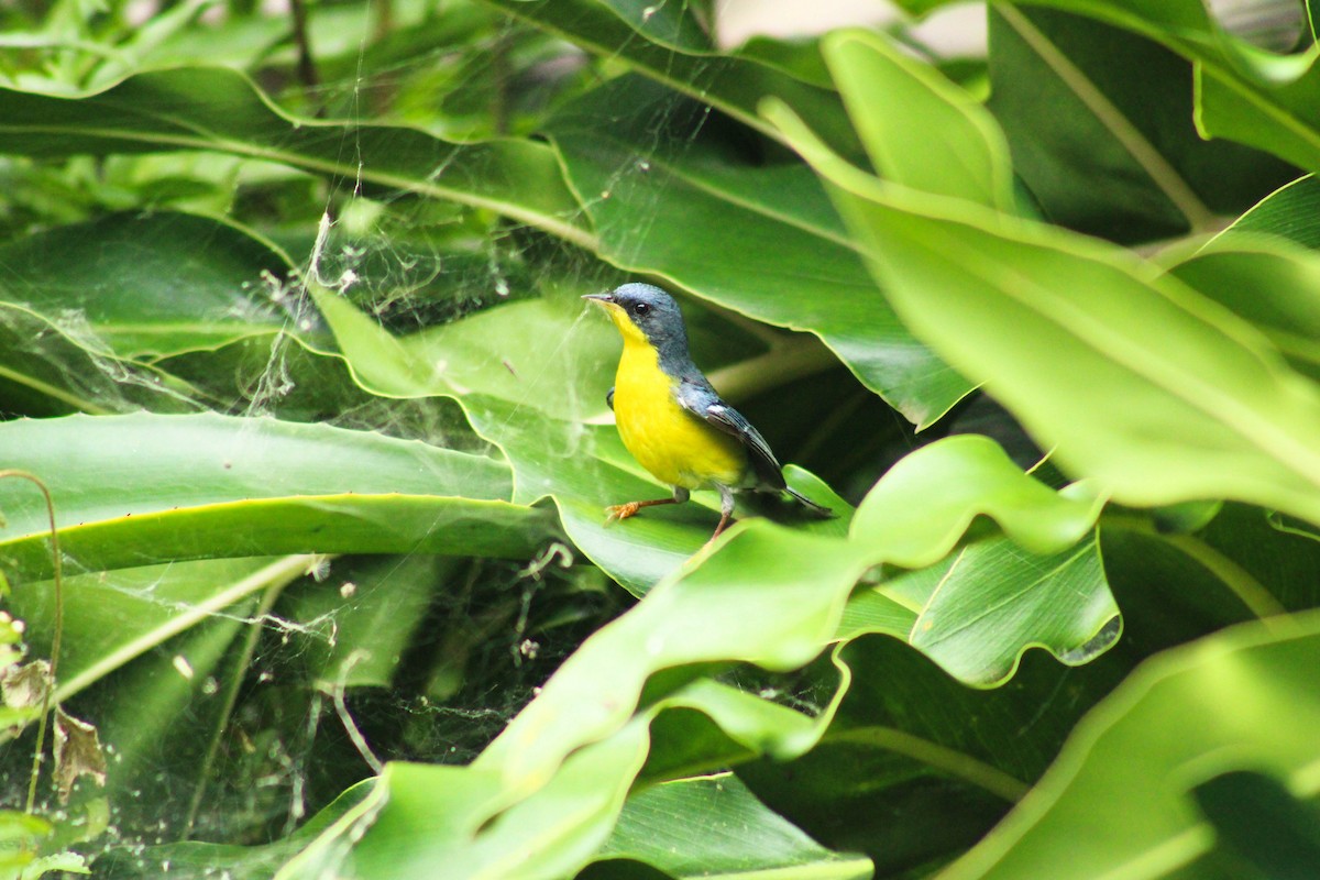 Tropical Parula - ML643563965