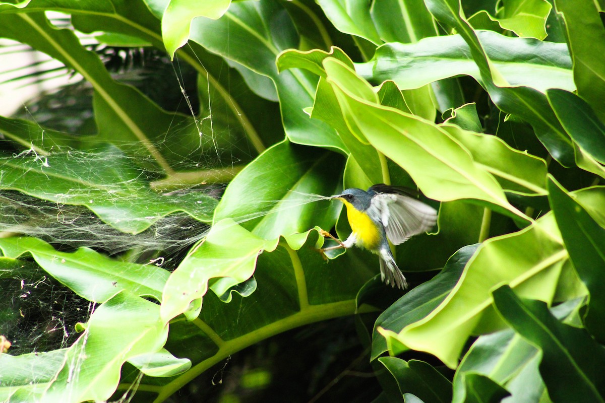 Tropical Parula - ML643563966