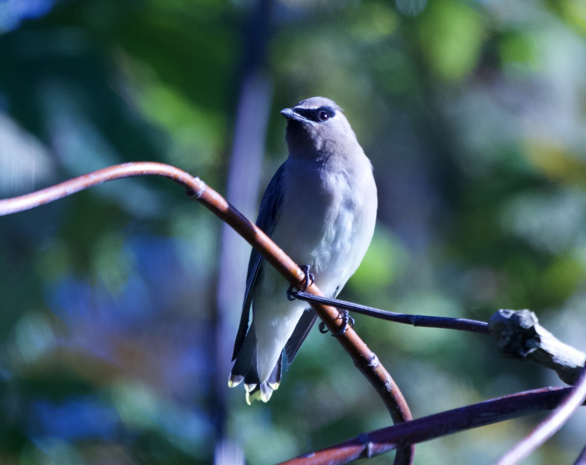 Cedar Waxwing - ML643563968
