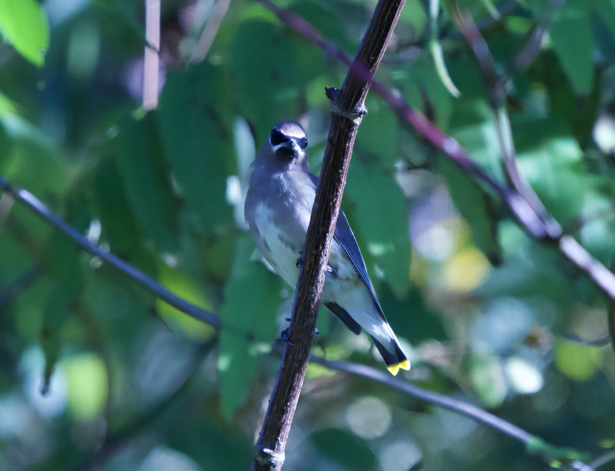 Cedar Waxwing - ML643563970