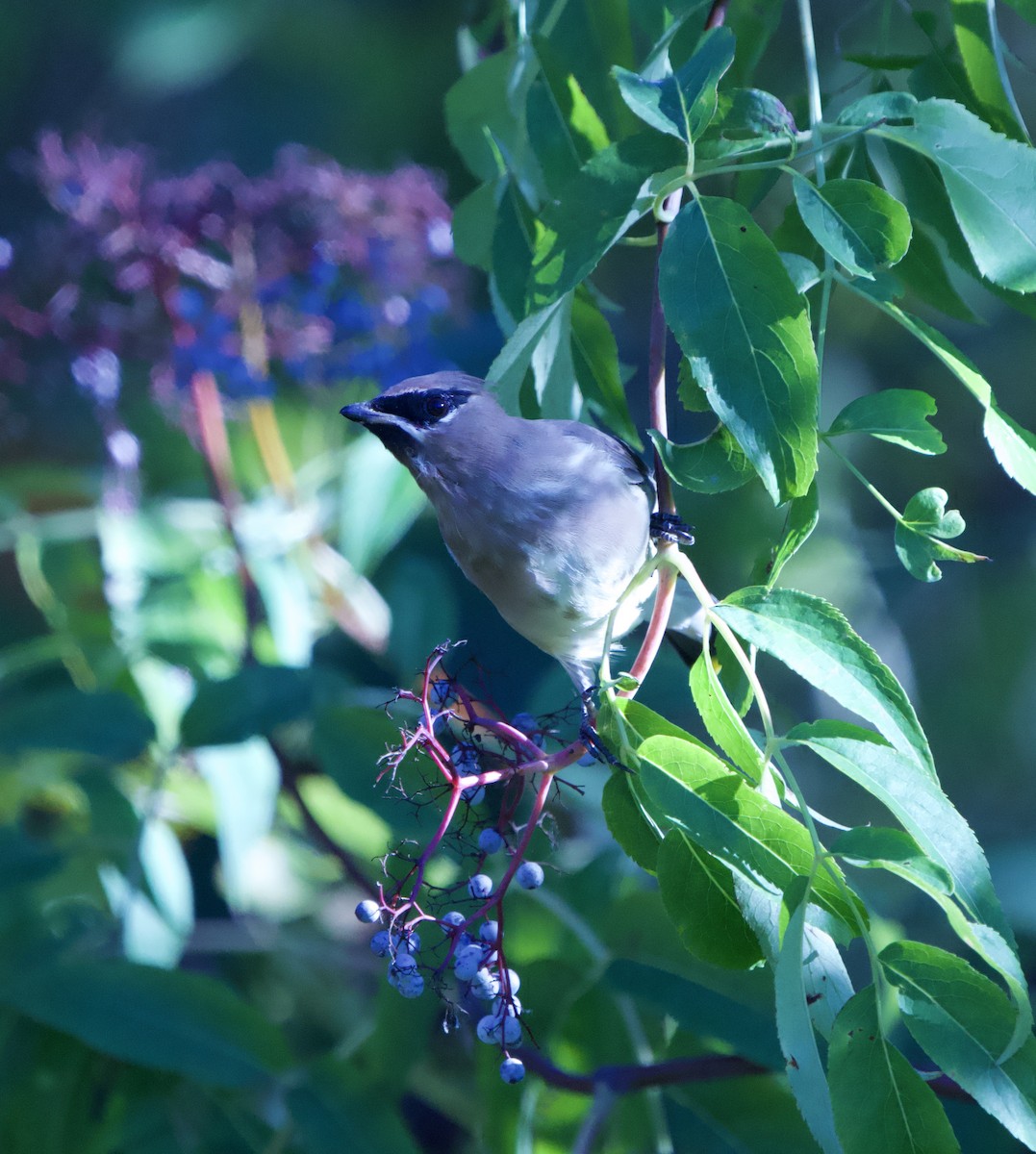 Cedar Waxwing - ML643563971