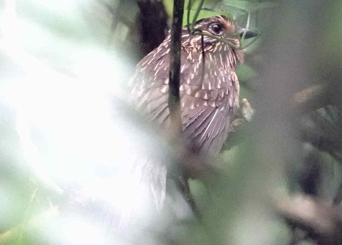Crescent-chested Puffbird - ML643563991