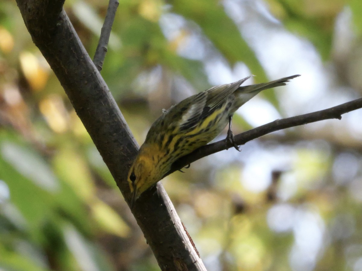 Cape May Warbler - ML643564007