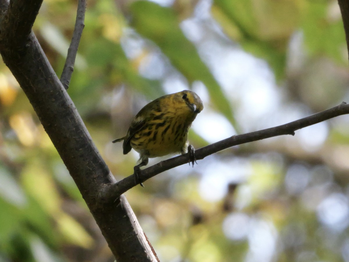 Cape May Warbler - ML643564008