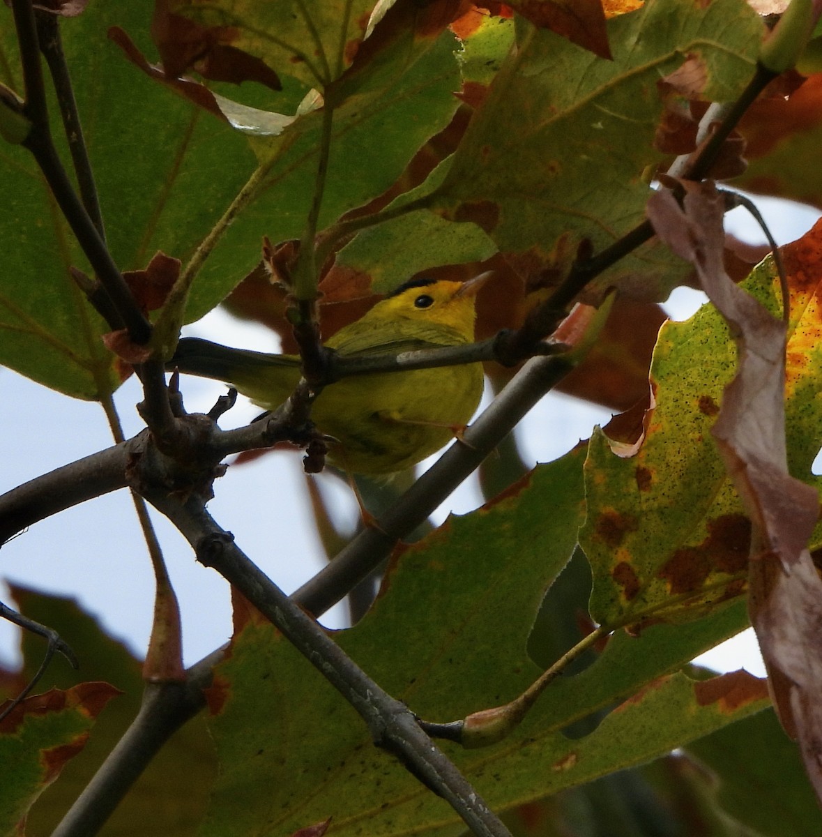 Wilson's Warbler - ML643564022