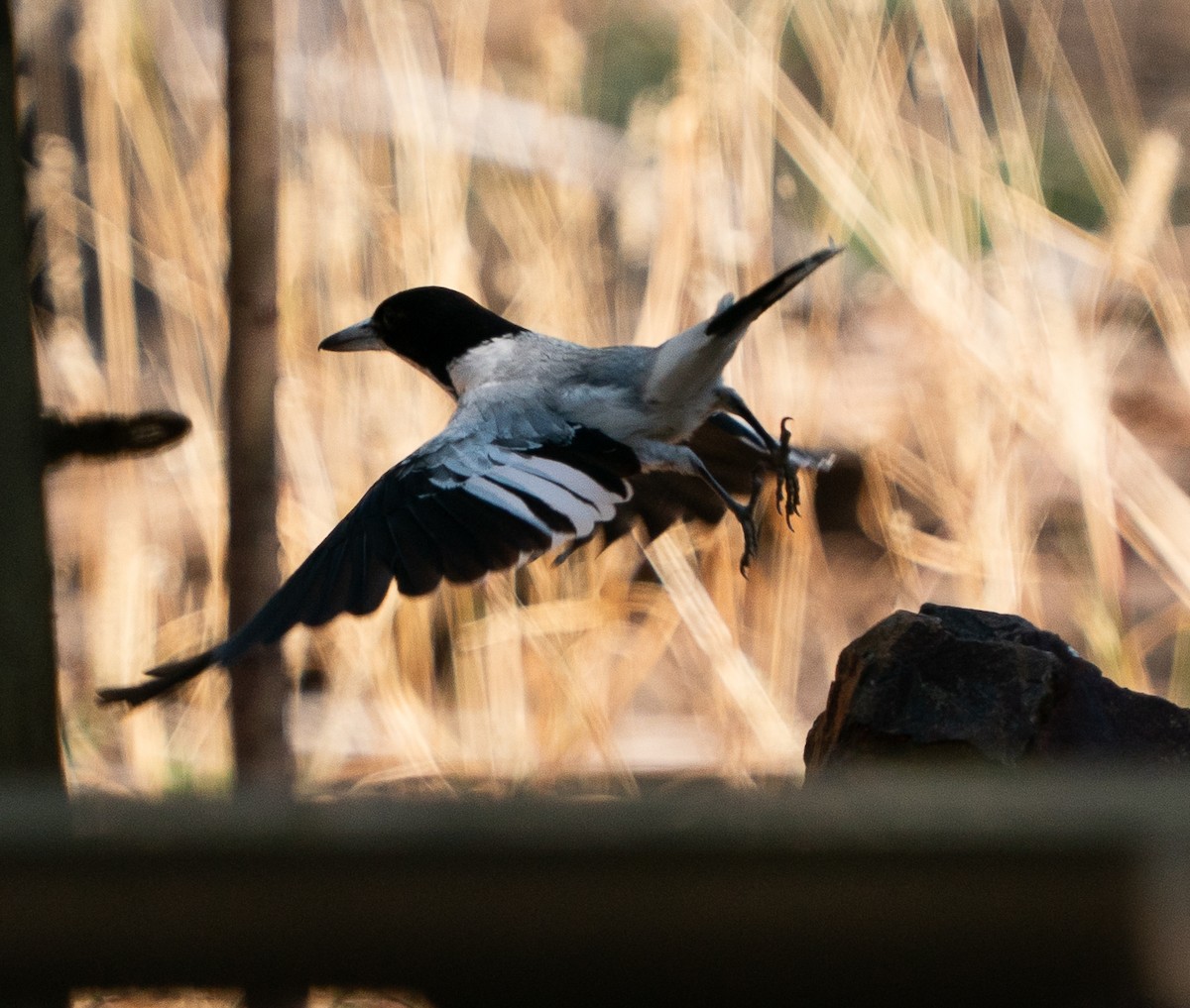 Silver-backed Butcherbird - ML643564025
