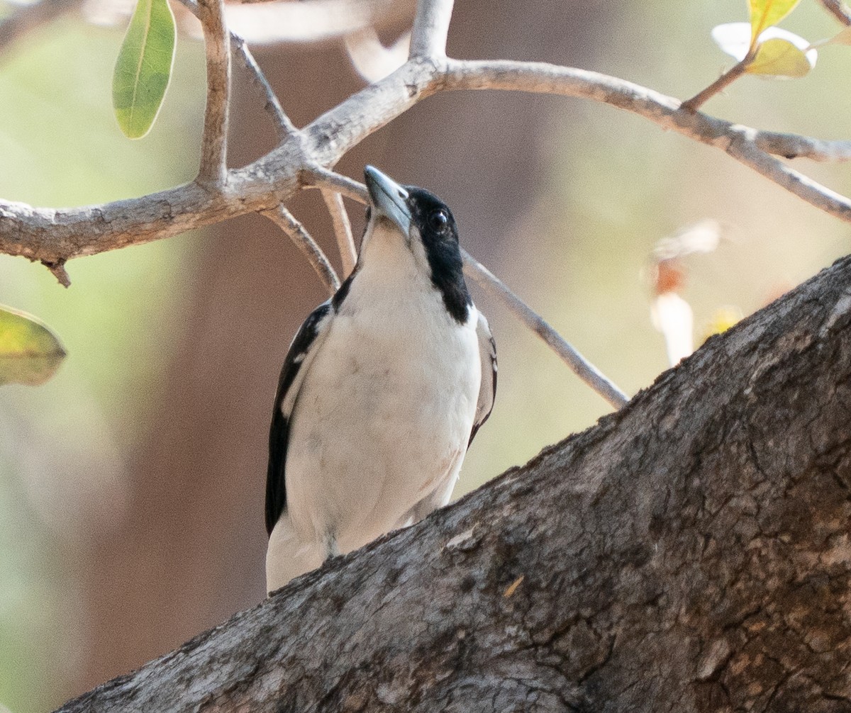 Silver-backed Butcherbird - ML643564026