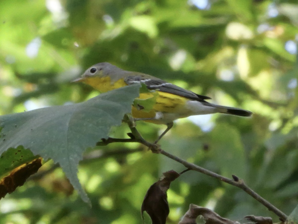 Magnolia Warbler - ML643564047